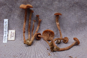  ( - TRTC157225)  @11 [ ] CreativeCommons - Attribution Non-Commercial Share-Alike (2010) Mycology Division, Royal Ontario Museum Royal Ontario Museum