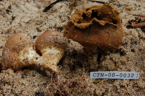  ( - TRTC157232)  @11 [ ] CreativeCommons - Attribution Non-Commercial Share-Alike (2010) Mycology Division, Royal Ontario Museum Royal Ontario Museum