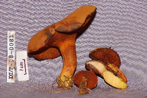  ( - TRTC157156)  @11 [ ] CreativeCommons - Attribution Non-Commercial Share-Alike (2010) Mycology Division, Royal Ontario Museum Royal Ontario Museum
