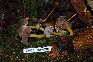  (Cantharellus aff. tubaeformis - TRTC161127)  @11 [ ] CreativeCommons - Attribution Non-Commercial Share-Alike (2010) Mycology Division, Royal Ontario Museum Royal Ontario Museum