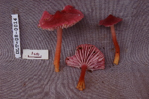 ( - TRTC161133)  @11 [ ] CreativeCommons - Attribution Non-Commercial Share-Alike (2010) Mycology Division, Royal Ontario Museum Royal Ontario Museum