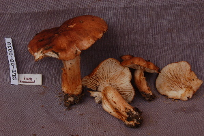  (Tricholoma cf. albobrunneum - TRTC161137)  @11 [ ] CreativeCommons - Attribution Non-Commercial Share-Alike (2010) Mycology Division, Royal Ontario Museum Royal Ontario Museum