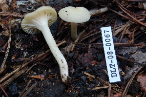  ( - TRTC157142)  @11 [ ] CreativeCommons - Attribution Non-Commercial Share-Alike (2010) Mycology Division, Royal Ontario Museum Royal Ontario Museum