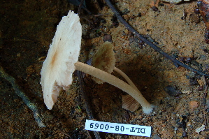  (Psathyrella aff. candolleana - TRTC157144)  @11 [ ] CreativeCommons - Attribution Non-Commercial Share-Alike (2010) Mycology Division, Royal Ontario Museum Royal Ontario Museum