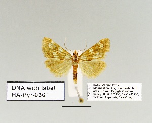  ( - HA-Pyr-036)  @11 [ ] Copyright (2023) Hayk Mirzayans Insect Museum HMIM