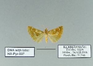  ( - HA-Pyr-037)  @11 [ ] Copyright (2023) Hayk Mirzayans Insect Museum HMIM