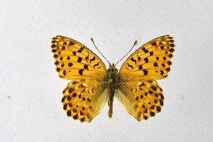  ( - DNAwthArgynnis002)  @11 [ ] Copyright (2025) Wolfgang ten Hagen Unspecified