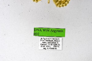  ( - DNAwthArgynnis002)  @11 [ ] Copyright (2025) Wolfgang ten Hagen Unspecified