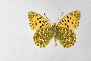  ( - DNAwthArgynnis002)  @11 [ ] Copyright (2025) Wolfgang ten Hagen Unspecified