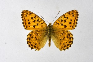  (Argynnis argyrospilata - DNAwthArgynnis042)  @11 [ ] Copyright (2025) Wolfgang ten Hagen Unspecified