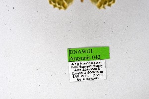  ( - DNAwthArgynnis042)  @11 [ ] Copyright (2025) Wolfgang ten Hagen Unspecified