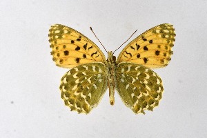  ( - DNAwthArgynnis042)  @11 [ ] Copyright (2025) Wolfgang ten Hagen Unspecified