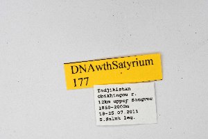  (Satyrium muksuria - DNAwthSatyrium177)  @11 [ ] copyright (2023) Wolfgang tenHagen Unspecified