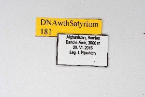  (Satyrium skrylniki - DNAwthSatyrium181)  @11 [ ] copyright (2023) Wolfgang tenHagen Unspecified