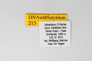  ( - DNAwthSatyrium213)  @11 [ ] copyright (2023) Wolfgang tenHagen Unspecified