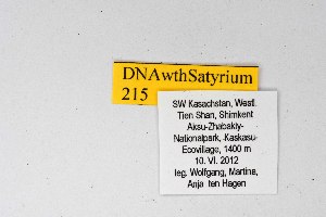  ( - DNAwthSatyrium215)  @11 [ ] copyright (2023) Wolfgang tenHagen Unspecified