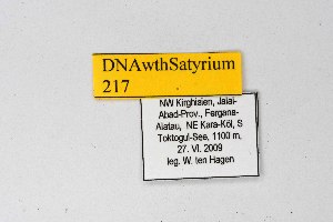  ( - DNAwthSatyrium217)  @11 [ ] copyright (2023) Wolfgang tenHagen Unspecified