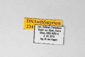  ( - DNAwthSatyrium234)  @11 [ ] copyright (2023) Wolfgang tenHagen Unspecified