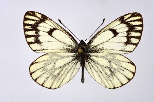  ( - DNAwthAporia001)  @11 [ ] copyright (2023) Wolfgang tenHagen Unspecified