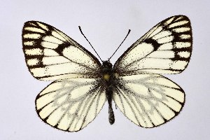  ( - DNAwthAporia002)  @11 [ ] copyright (2023) Wolfgang tenHagen Unspecified