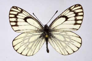  ( - DNAwthAporia003)  @11 [ ] copyright (2023) Wolfgang tenHagen Unspecified
