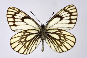  ( - DNAwthAporia003)  @11 [ ] copyright (2023) Wolfgang tenHagen Unspecified