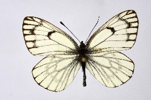  ( - DNAwthAporia004)  @11 [ ] copyright (2023) Wolfgang tenHagen Unspecified