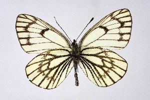  ( - DNAwthAporia004)  @11 [ ] copyright (2023) Wolfgang tenHagen Unspecified