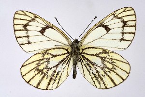  ( - DNAwthAporia005)  @11 [ ] copyright (2023) Wolfgang tenHagen Unspecified