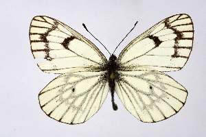  ( - DNAwthAporia006)  @11 [ ] copyright (2023) Wolfgang tenHagen Unspecified