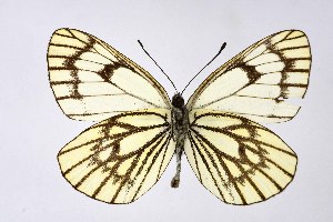  ( - DNAwthAporia006)  @11 [ ] copyright (2023) Wolfgang tenHagen Unspecified