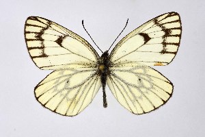  ( - DNAwthAporia007)  @11 [ ] copyright (2023) Wolfgang tenHagen Unspecified