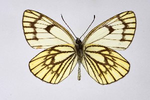  ( - DNAwthAporia007)  @11 [ ] copyright (2023) Wolfgang tenHagen Unspecified