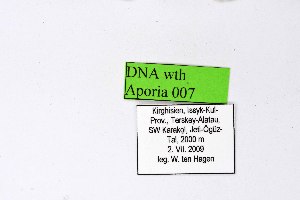  (Aporia leucodice - DNAwthAporia007)  @11 [ ] copyright (2023) Wolfgang tenHagen Unspecified
