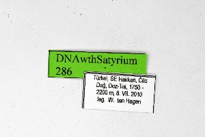  ( - DNAwthSatyrium286)  @11 [ ] Copyright (2023) Unspecified Unspecified