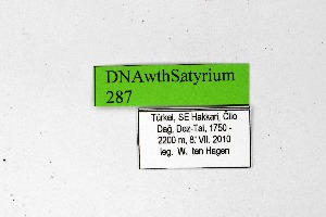  ( - DNAwthSatyrium287)  @11 [ ] Copyright (2023) Unspecified Unspecified