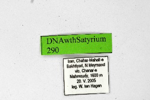  (Satyrium zabni - DNAwthSatyrium290)  @11 [ ] Copyright (2023) Unspecified Unspecified
