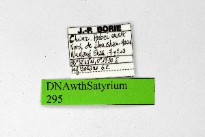  (Satyrium ornata - DNAwthSatyrium295)  @11 [ ] Copyright (2023) Unspecified Unspecified