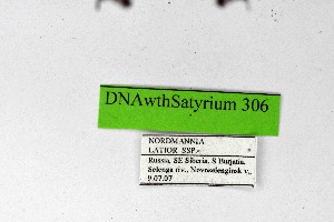  ( - DNAwthSatyrium306)  @11 [ ] Copyright (2023) Unspecified Unspecified