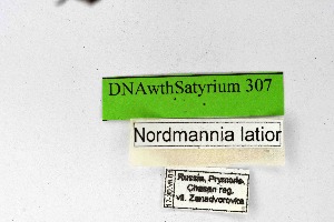  ( - DNAwthSatyrium307)  @11 [ ] Copyright (2023) Unspecified Unspecified