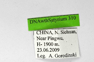  (Satyrium inflammata - DNAwthSatyrium310)  @11 [ ] Copyright (2023) Unspecified Unspecified