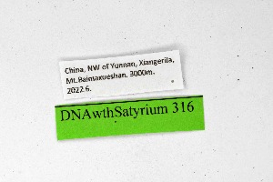  ( - DNAwthSatyrium316)  @11 [ ] Copyright (2023) Unspecified Unspecified