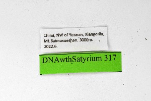  ( - DNAwthSatyrium317)  @11 [ ] Copyright (2023) Unspecified Unspecified