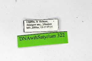  ( - DNAwthSatyrium322)  @11 [ ] Copyright (2023) Unspecified Unspecified