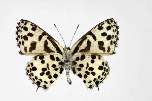  ( - DNAwthTarucus033)  @11 [ ] Copyright (2023) Unspecified Unspecified