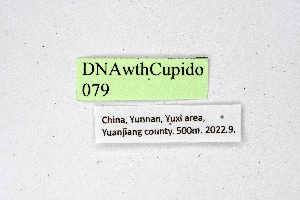  (Cupido lacturnus - DNAwthCupido079)  @11 [ ] Copyright (2024) Wolfgang ten Hagen Unspecified