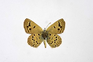  ( - DNAwthTuranana037)  @11 [ ] copyright (2024) Wolfgang ten Hagen Unspecified