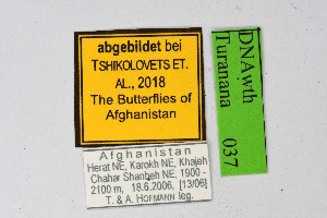  ( - DNAwthTuranana037)  @11 [ ] copyright (2024) Wolfgang ten Hagen Unspecified