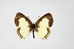  ( - DNAwthTarucus047)  @11 [ ] Copyright (2024) Wolfgang ten Hagen Unspecified