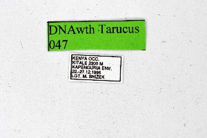  ( - DNAwthTarucus047)  @11 [ ] Copyright (2024) Wolfgang ten Hagen Unspecified